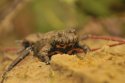 Yellow Bellied Toad