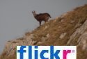 Filckr Gallery