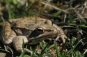 Agile Frog