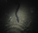 Black Olm