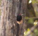 Black Woodpecker