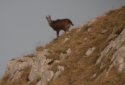 Alpine Chamois
