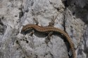 Common Wall Lizard