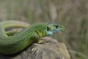 Western Green Lizard