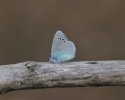 Green Underside Blue