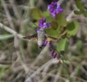 Hummingbird Hawkmoth