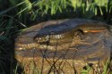 Italian Crested Newt
