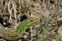 Italian Wall Lizard