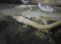Olm