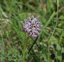 Monkey Orchid