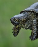 Pond Turtle