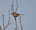 Rock Bunting