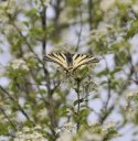 Scarce Swallowtail