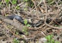 Western Whip Snake