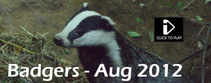 Essex Badgers