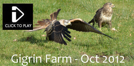 Red Kites