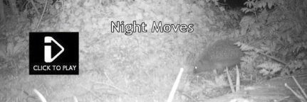 Night Moves - Nocturnal Trail Cam Video - Fox, Hedgehog, Muntjac