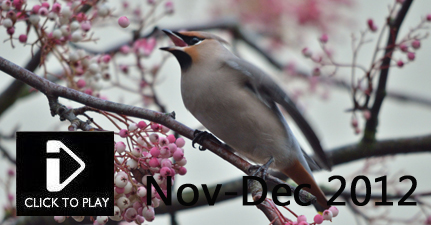 Hornemann's Arctic Redpoll, Cave Spider, Grey Seals, Waxwings, jay, grey squirrel, kingfisher, muntjac