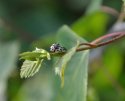 14 Spot Ladybirds