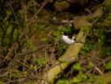 Atlas Flycatcher