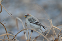 Hornemann's Arctic Redpoll