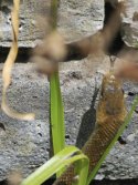 Aesculapian snake