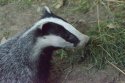 Badger