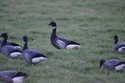Black Brant