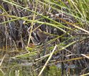 Baillon's Crake