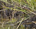 Baillon's Crake