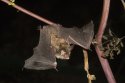 Bechstein's Bat