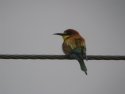 Bee eater