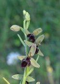 Bee x Fly Orchid Hybrid