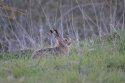 Brown Hare