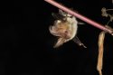 Brown Long Eared Bat