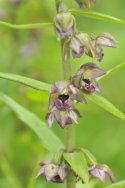 Broad Leaved Helleborine