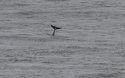 Bottlenosed Dolphin