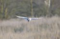 Barn Owl