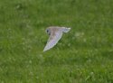 Barn Owl