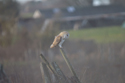 Barn Owl