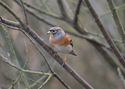 Brambling
