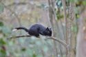 Grey Squirrel (Melanistic form)