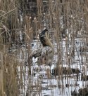 Bittern