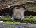 Bank Vole