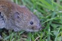 Bank Vole