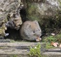 Bank Vole