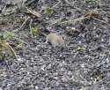 Bank Vole