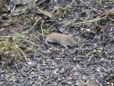Bank Vole