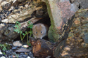 Bank Vole