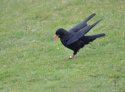 Chough